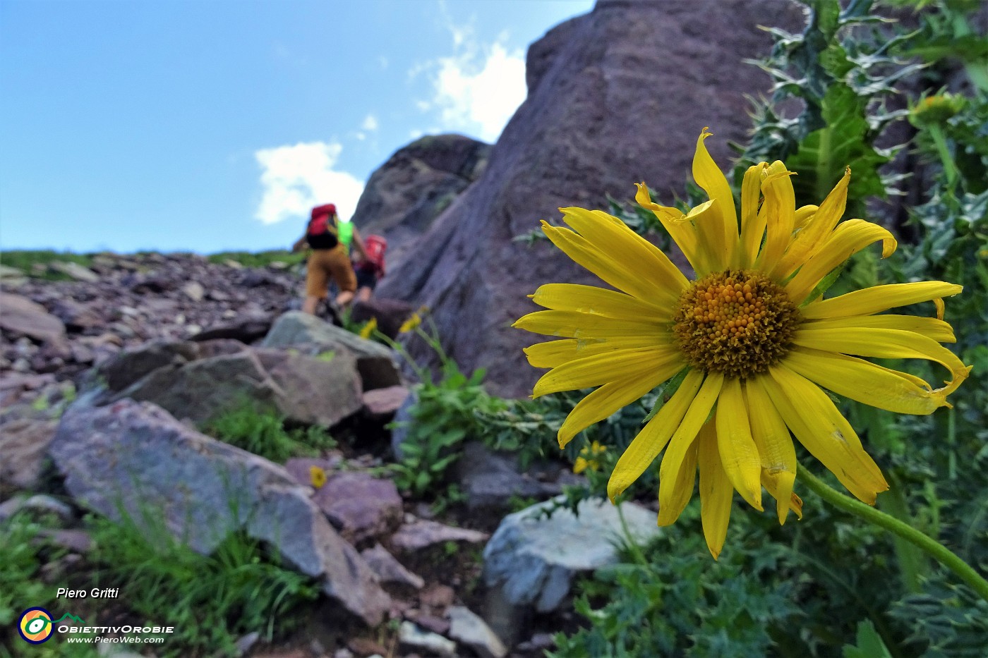 44 Doronico dei macereti (Doronicum grandiflorum).JPG -                                